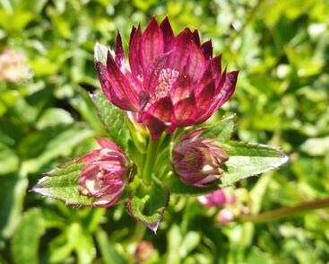 Jarmanka větší 'Rubra'