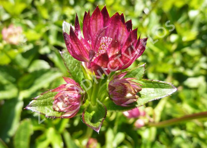 Jarmanka větší 'Rubra' - Astrantia major 'Rubra'
