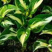 Bohyška 'Sting' - Hosta 'Sting'