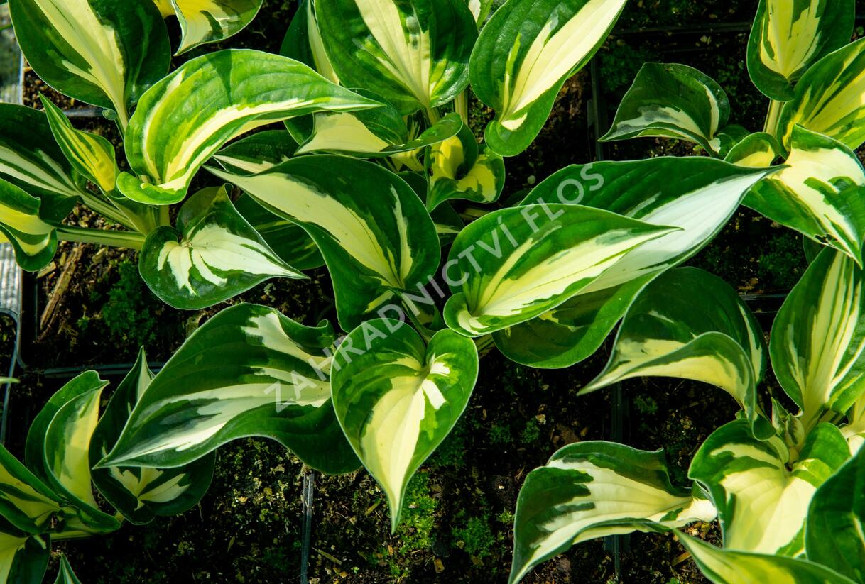 Bohyška 'Sting' - Hosta 'Sting'