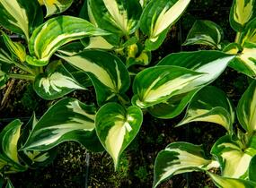 Bohyška 'Sting' - Hosta 'Sting'