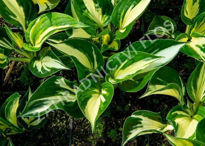 Bohyška 'Sting' - Hosta 'Sting'