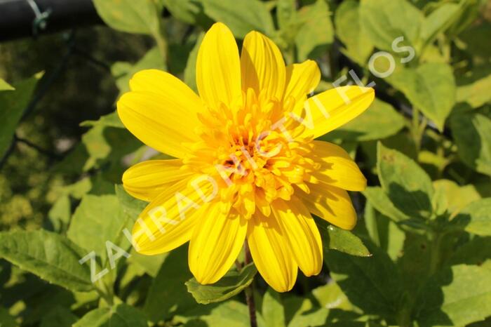 Slunečnice 'Happy Days' - Helianthus 'Happy Days'