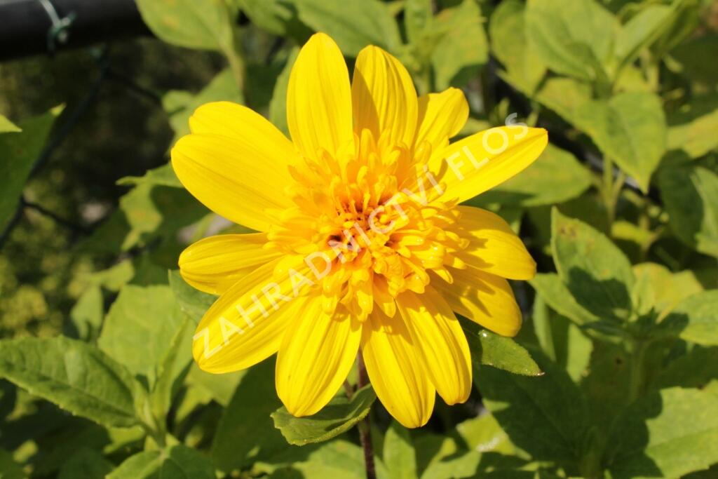 Slunečnice 'Happy Days' - Helianthus 'Happy Days'