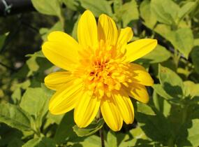 Slunečnice 'Happy Days' - Helianthus 'Happy Days'