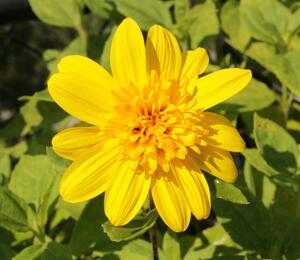 Slunečnice 'Happy Days' - Helianthus 'Happy Days'