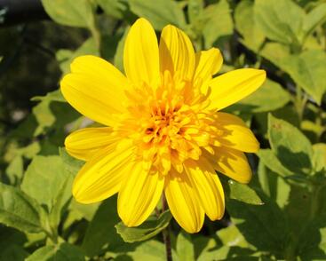 Slunečnice 'Happy Days'