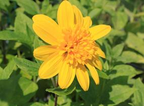 Slunečnice 'Happy Days' - Helianthus 'Happy Days'