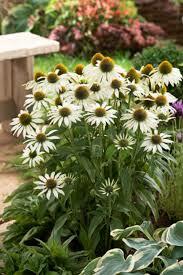 Třapatkovka nachová 'Avalanche' - Echinacea purpurea 'Avalanche'