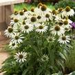 Třapatkovka nachová 'Avalanche' - Echinacea purpurea 'Avalanche'