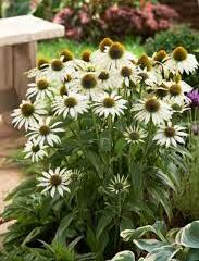 Třapatkovka nachová 'Avalanche' - Echinacea purpurea 'Avalanche'