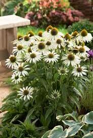 Třapatkovka nachová 'Avalanche' - Echinacea purpurea 'Avalanche'