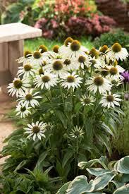 Třapatkovka nachová 'Avalanche' - Echinacea purpurea 'Avalanche'