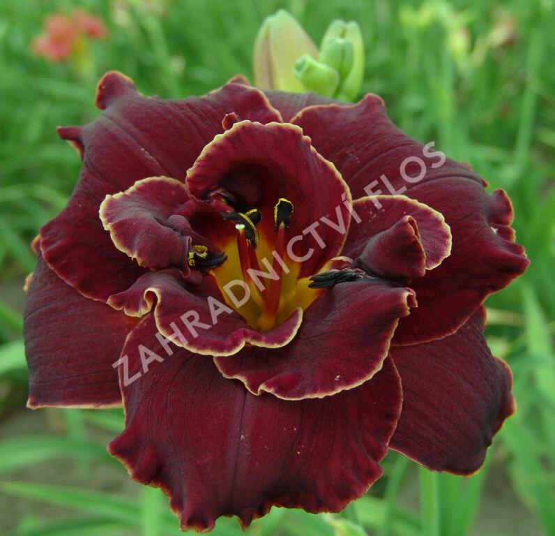 Denivka 'Night Embers' - Hemerocallis 'Night Embers'