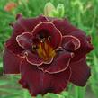 Denivka 'Night Embers' - Hemerocallis 'Night Embers'