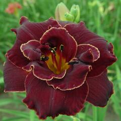 Denivka 'Night Embers' - Hemerocallis 'Night Embers'