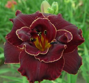 Denivka 'Night Embers' - Hemerocallis 'Night Embers'