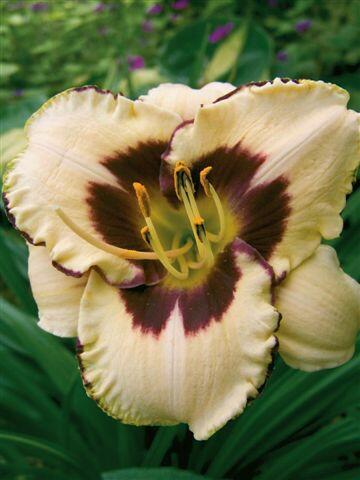 Denivka 'Canadian Border Patrol' - Hemerocallis 'Canadian Border Patrol'