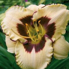 Denivka 'Canadian Border Patrol' - Hemerocallis 'Canadian Border Patrol'