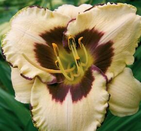 Denivka 'Canadian Border Patrol' - Hemerocallis 'Canadian Border Patrol'