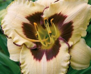 Denivka 'Canadian Border Patrol'