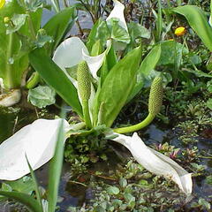 Kapsovec kamčatský - Lysichiton camtschatcensis