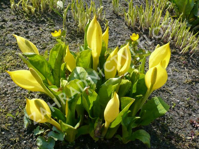 Kapsovec americký - Lysichiton americanus