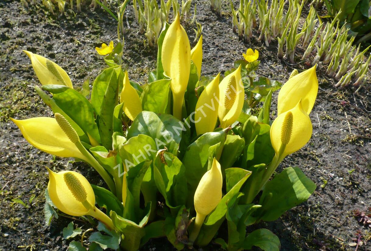 Kapsovec americký - Lysichiton americanus