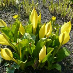 Kapsovec americký - Lysichiton americanus