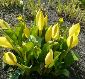 Kapsovec americký - Lysichiton americanus