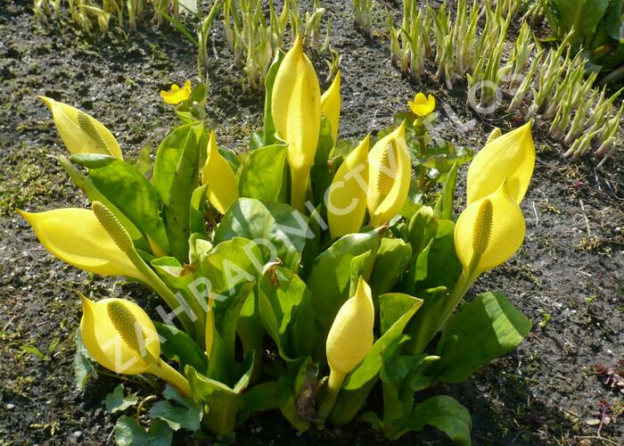 Kapsovec americký - Lysichiton americanus