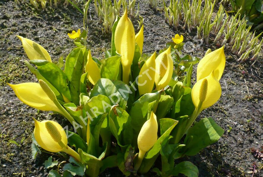 Kapsovec americký - Lysichiton americanus