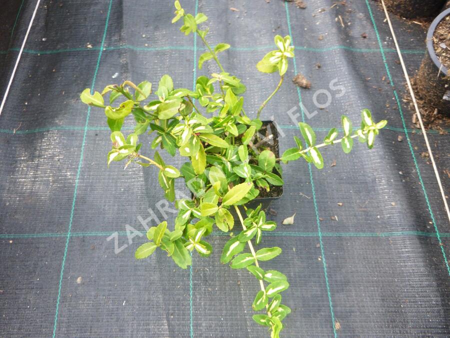 Brslen Fortuneův 'Sunspot' - Euonymus fortunei 'Sunspot'