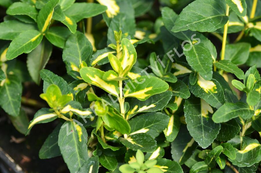 Brslen Fortuneův 'Sunspot' - Euonymus fortunei 'Sunspot'