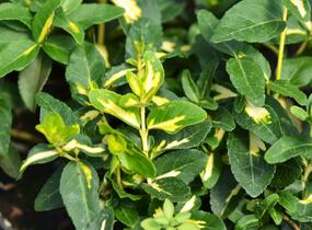 Brslen Fortuneův 'Sunspot' - Euonymus fortunei 'Sunspot'
