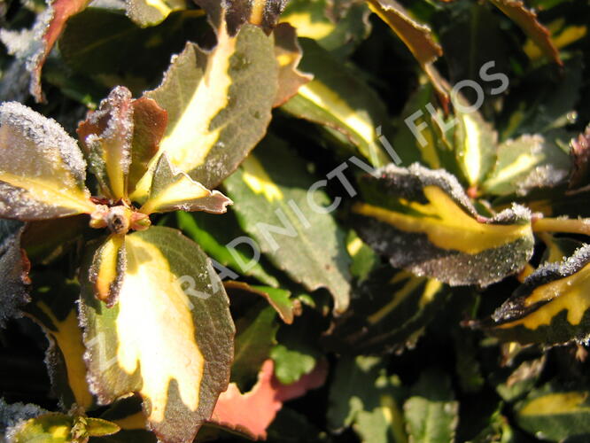 Brslen Fortuneův 'Sunspot' - Euonymus fortunei 'Sunspot'