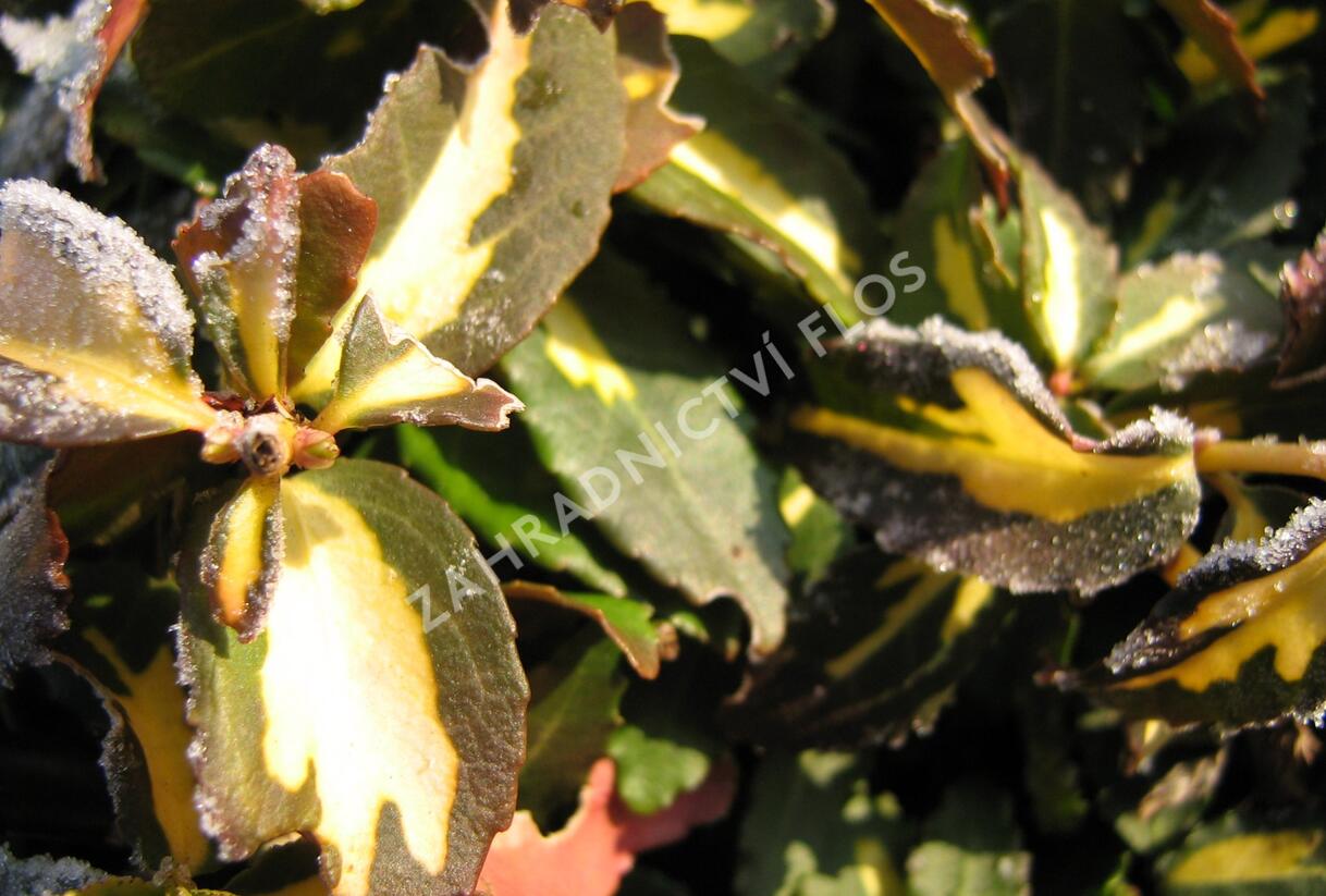 Brslen Fortuneův 'Sunspot' - Euonymus fortunei 'Sunspot'