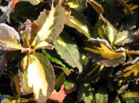 Brslen Fortuneův 'Sunspot' - Euonymus fortunei 'Sunspot'