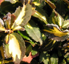 Brslen Fortuneův 'Sunspot' - Euonymus fortunei 'Sunspot'