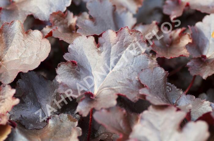 Dlužicha 'Black Beauty' - Heuchera hybrida 'Black Beauty'