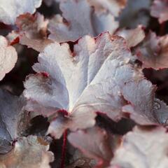 Dlužicha 'Black Beauty' - Heuchera hybrida 'Black Beauty'