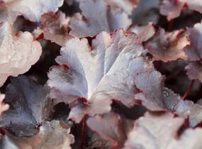 Dlužicha 'Black Beauty' - Heuchera hybrida 'Black Beauty'