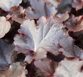 Dlužicha 'Black Beauty' - Heuchera hybrida 'Black Beauty'