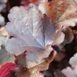Dlužicha 'Black Beauty' - Heuchera hybrida 'Black Beauty'