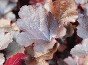 Dlužicha 'Black Beauty' - Heuchera hybrida 'Black Beauty'