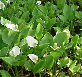 Ďáblík bahenní - Calla palustris