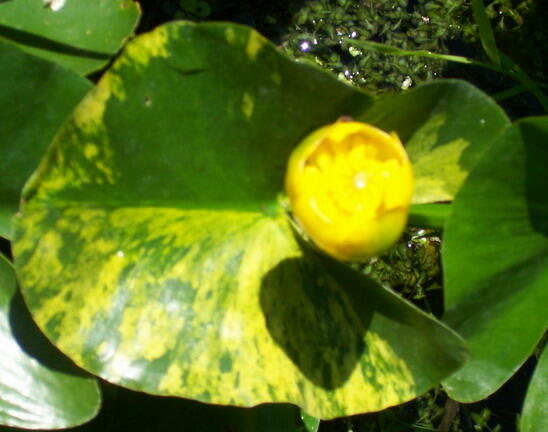 Stulík japonský 'Variegatus' - Nuphar japonica 'Variegatus'