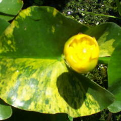 Stulík japonský 'Variegatus' - Nuphar japonica 'Variegatus'