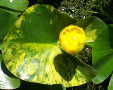 Stulík japonský 'Variegatus'