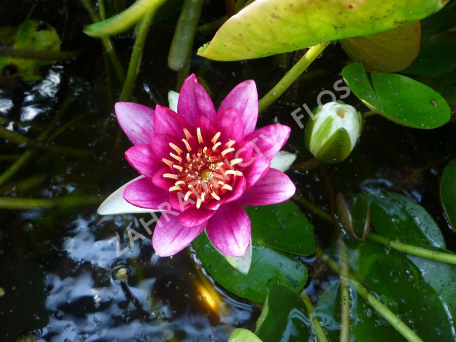 Leknín 'Attraction' - Nymphaea 'Attraction'